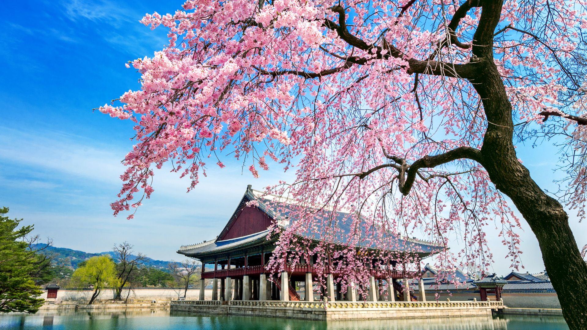 Pavilhão Gyeonghoeru no Palácio Gyeongbokgung, em Seul, sob cerejeiras floridas
